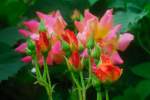 Lovely Linda's Roses